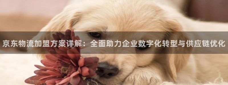 旺财28官方官网版：京东物流加盟方案