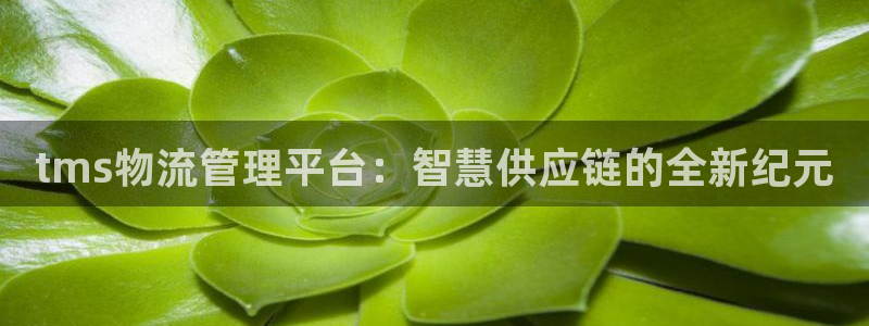 旺财28黑不黑:tms物流管理平台: